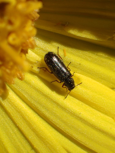 iNaturalist observation photo of Dasytinae