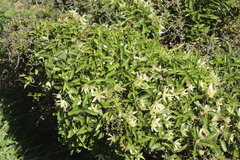 Clematis forsteri