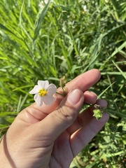 Kosteletzkya depressa