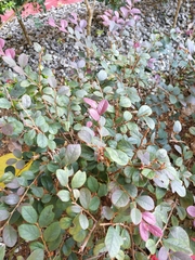 Loropetalum