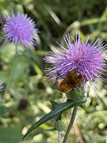 Cirsium oligophyllum iNat (3)