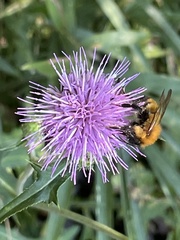 Cirsium