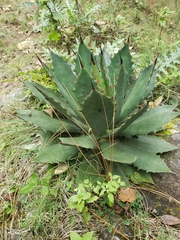 Agave inaequidens
