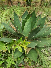 Agave inaequidens