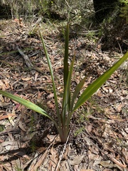 Dianella prunina