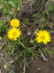 Grindelia scorzonerifolia