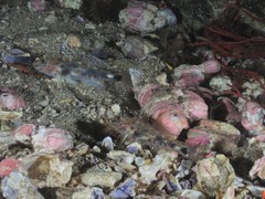 Fusigobius inframaculatus