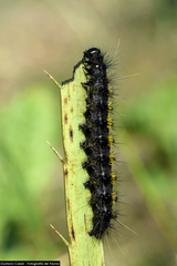 Dysschema centenaria