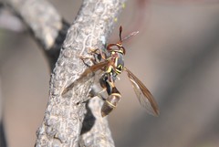 Polybiomyia schnablei