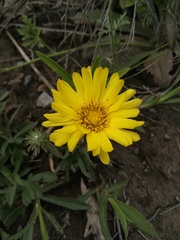 Grindelia scorzonerifolia