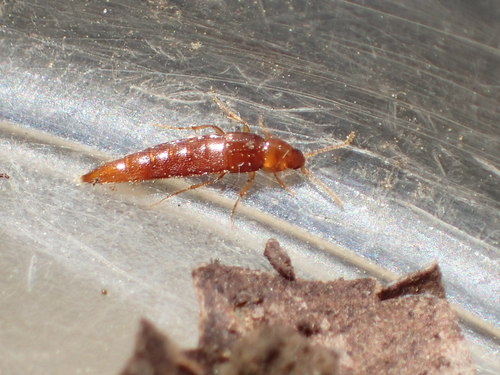 iNaturalist observation photo of Rove Beetles