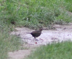 Turdus merula