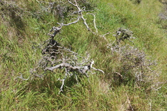 Sophora molloyi
