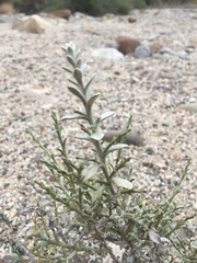 Lepidospartum squamatum