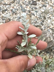 Lepidospartum squamatum