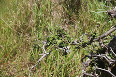 Sophora molloyi