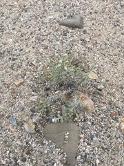 Lepidospartum squamatum