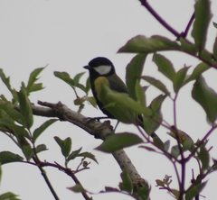 Parus major