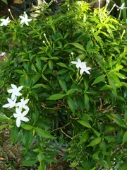 Trachelospermum jasminoides