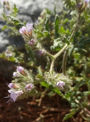 Phacelia tanacetifolia