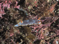 Chromodoris quagga