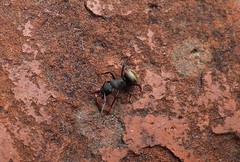 Camponotus mus