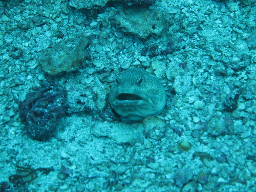 Giant jawfish (Opistognathus rhomaleus) — Opistognathidae — 4