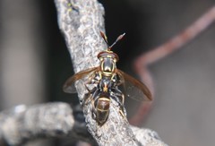 Polybiomyia schnablei
