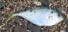 Alepes vari