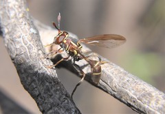 Polybiomyia schnablei