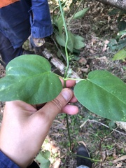 Vincetoxicum polyanthum