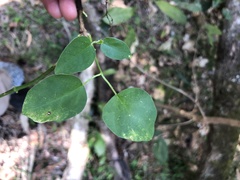 Vincetoxicum polyanthum
