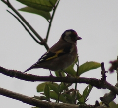 Carduelis carduelis