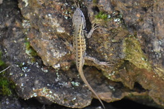 Sceloporus bicanthalis