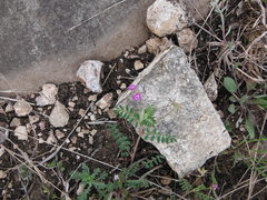 Astragalus nuttallianus