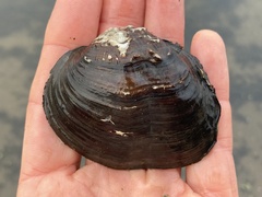 Arcidens confragosus