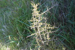 Coprosma propinqua