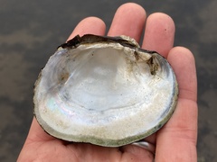 Arcidens confragosus