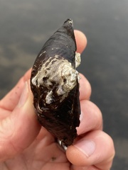 Arcidens confragosus