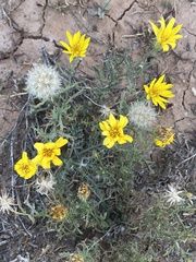 Xanthisma grindelioides