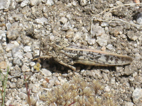 Olancha Red-wing Grasshopper