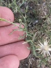 Xanthisma grindelioides