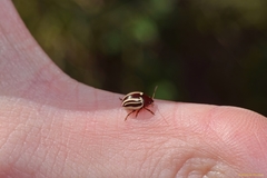 Calligrapha bidenticola