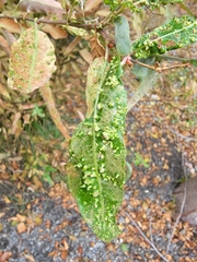 Anthocoptini