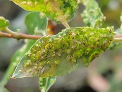 Anthocoptini
