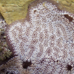 Botrylloides leachii