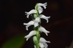 Spiranthes niklasii