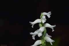 Spiranthes niklasii