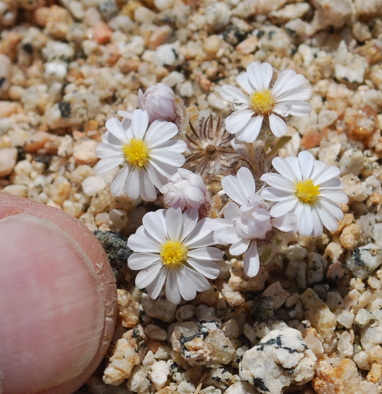 Monoptilon bellidiforme