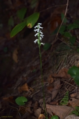 Spiranthes niklasii